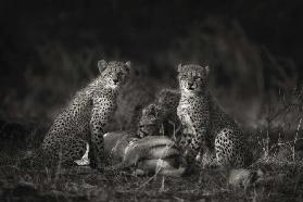 Cheetah Cubs