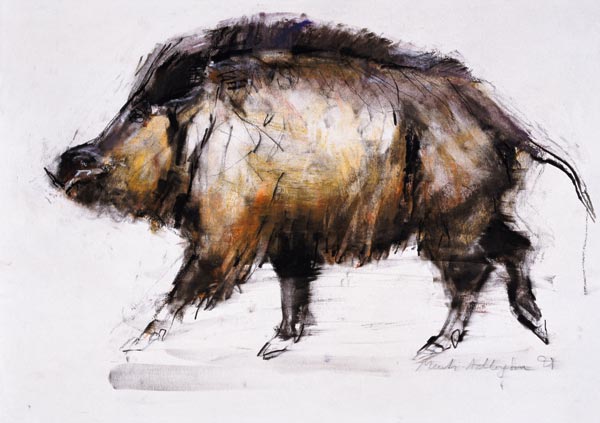 Wild Boar od Mark  Adlington