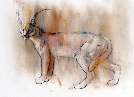 Arabian Caracal