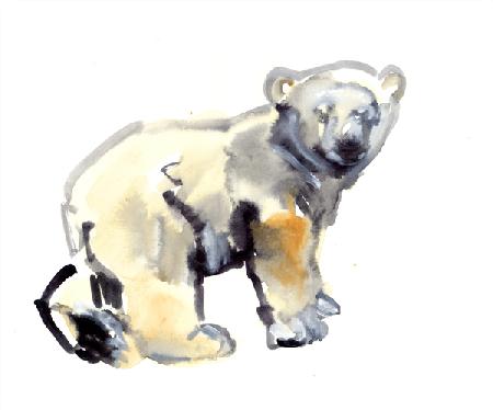 Cub