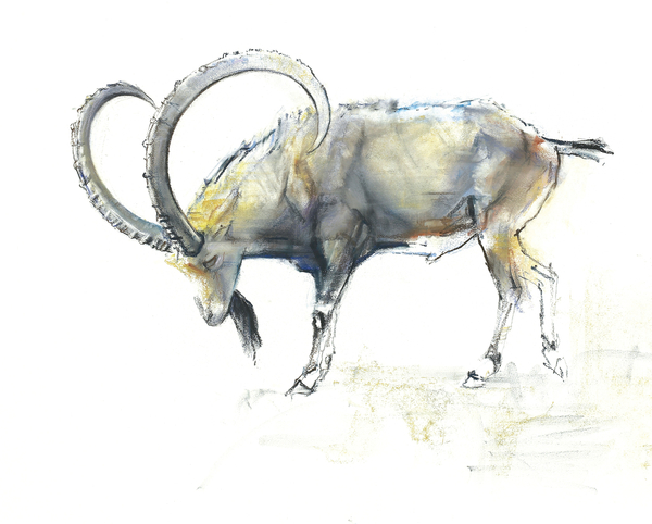 Nubian Ibex od Mark  Adlington