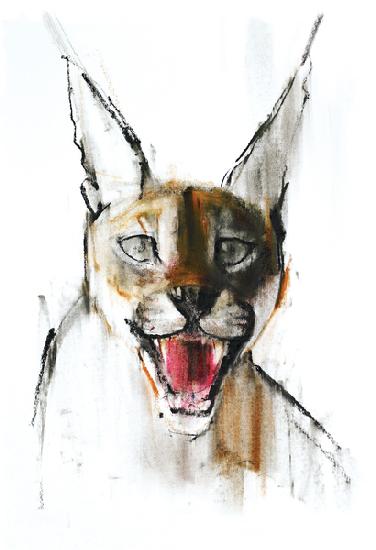 Snarl (Arabian Caracal)