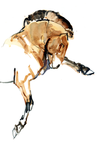 Stallion (Przewalski) od Mark  Adlington