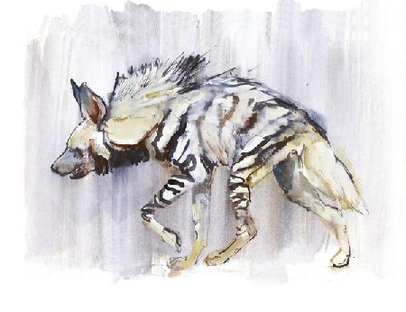 Striped Hyaena