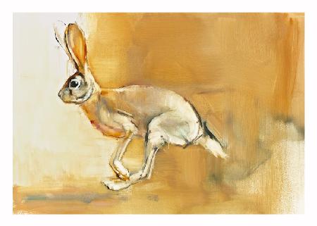 Cape Hare