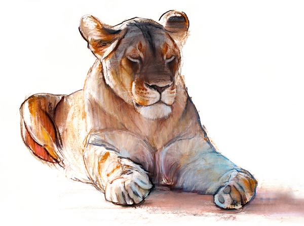 Yogi Lioness od Mark  Adlington