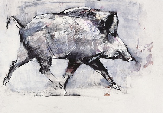 Young boar, Bialowieza, Poland od Mark  Adlington