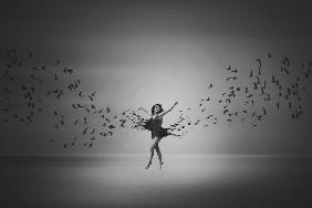 Ballerina flight of Birds