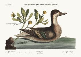 The Ilathera Duck