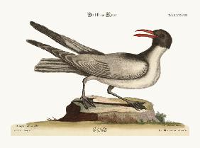 The Laughing Gull