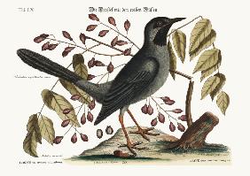 The red-legged Thrush