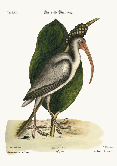 The white Curlew od Mark Catesby