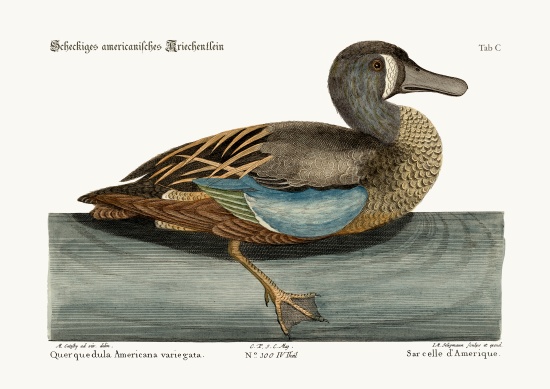 The White-face Teal od Mark Catesby