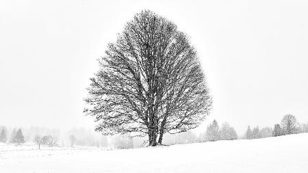 LONELY TREE