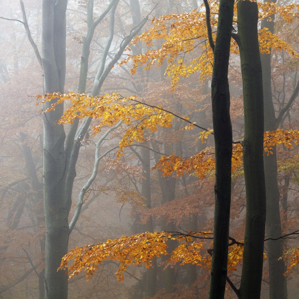 Autumn Forest od Martin Rak