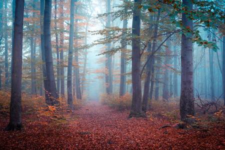 Wald im Herbst