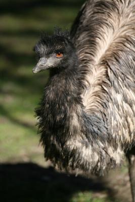 Großer Emu od Martina Berg