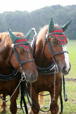 Polnisches Warmblut od Martina Berg