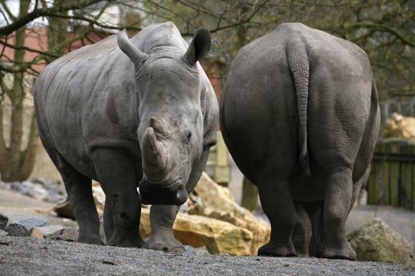 Breitmaulnashorn od Martina Berg