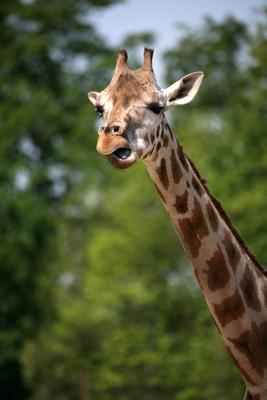 Giraffe - Martina Berg jako tisk anebo olejomalba