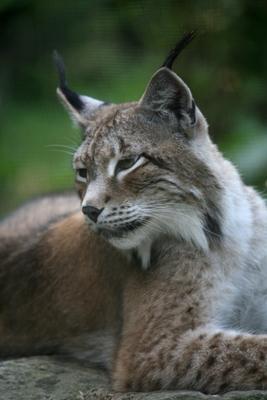 Luchs