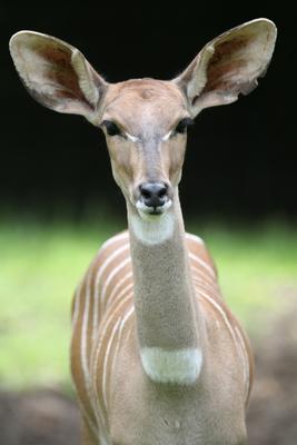 Kleiner Kudu