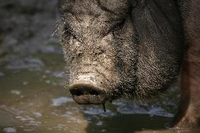 Hängebauchschwein