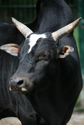 Zebu