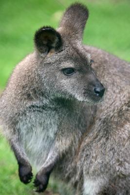 Rotnackenwallaby