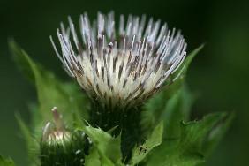 Kohl-Kratzdistel