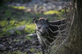 Tapirbaby