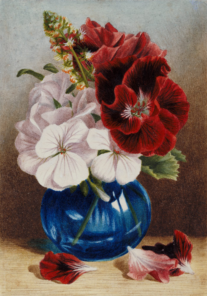 Claret and White Pelargoniums in a Blue Vase od Mary Elizabeth Duffield