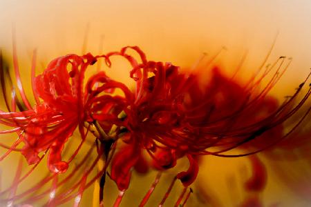 Lycoris