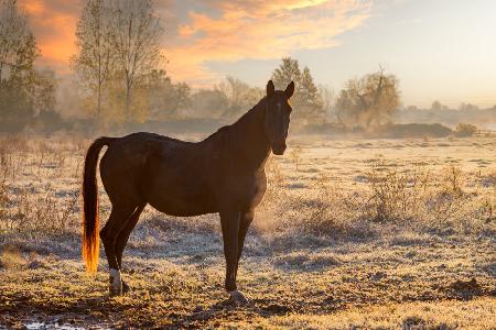 Horse at sunrise