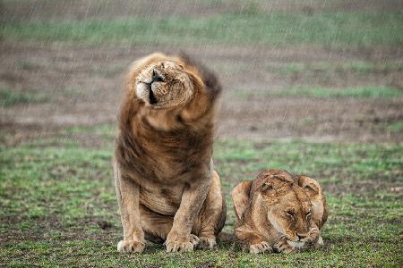 Shake your mane