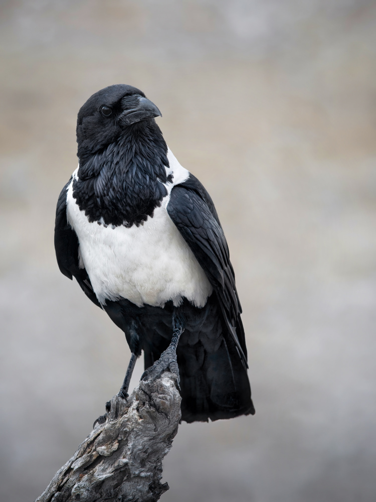 African Pied Crow Portrait od Mathilde Guillemot