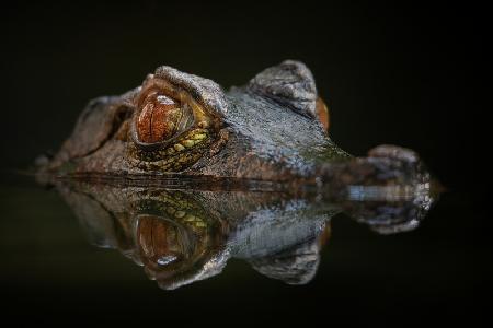 Cuviers Dwarf Caiman - Paleosuchus Palpebrosus