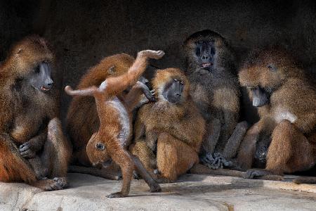 Family Scene - Papio Papio