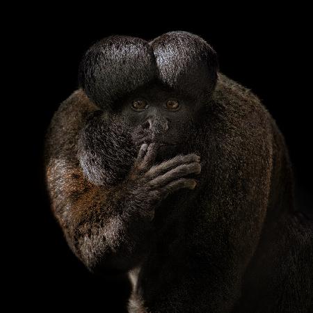 Red-backed Bearded Saki Portrait - Chiropotes chiropotes