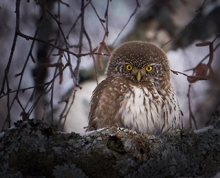 Pygmy Owl.