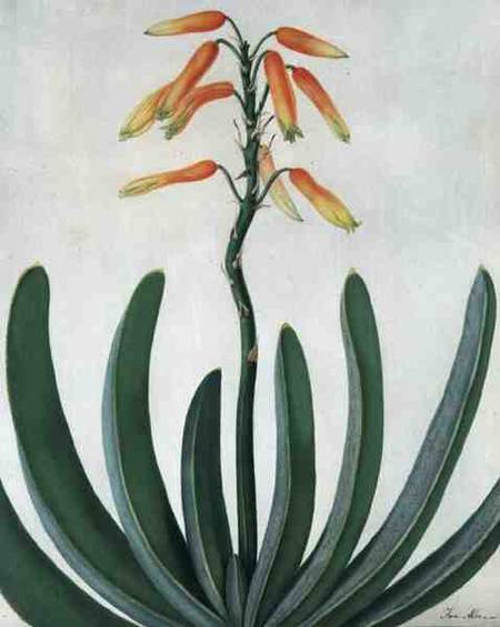 Aloe Striata (w/c and gouache over pencil on vellum) od Matilda Conyers