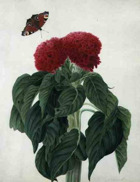 Celosia Argentea Cristata and Butterfly (w/c and gouache over pencil on vellum) od Matilda Conyers