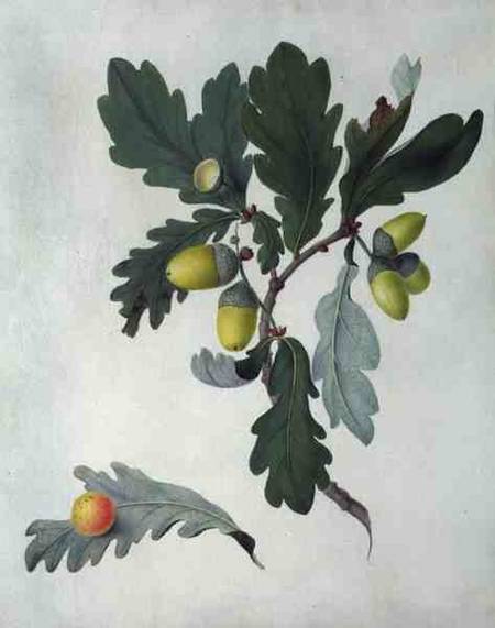 Quercus (w/c and gouache over pencil on vellum) od Matilda Conyers