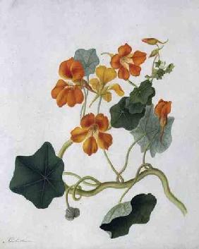 Tropaeolum (w/c and gouache over pencil on vellum)