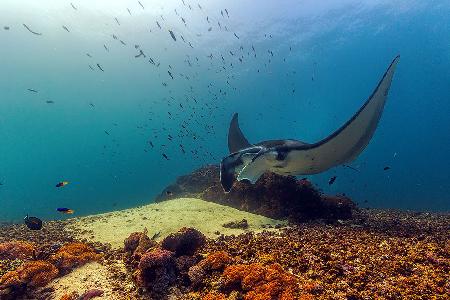 Manta Ray