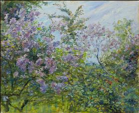 Blossoming Lilac