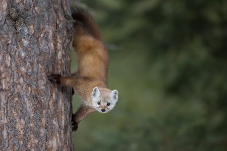 Pine Marten