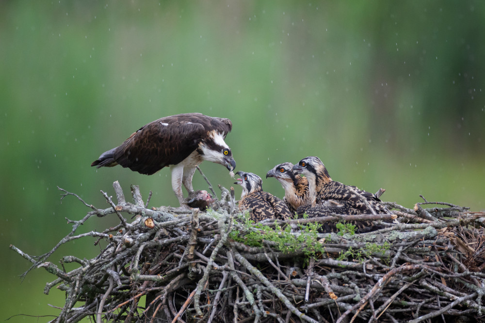 Feeding Time od Max Wang