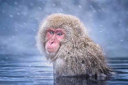 Snow Monkey