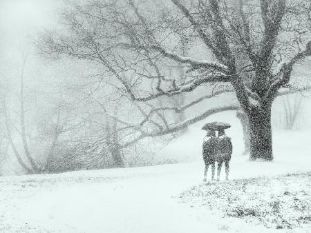 Through the snowfall